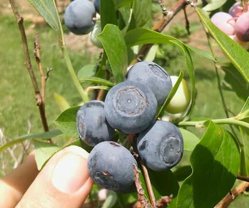 blueberries on the vine