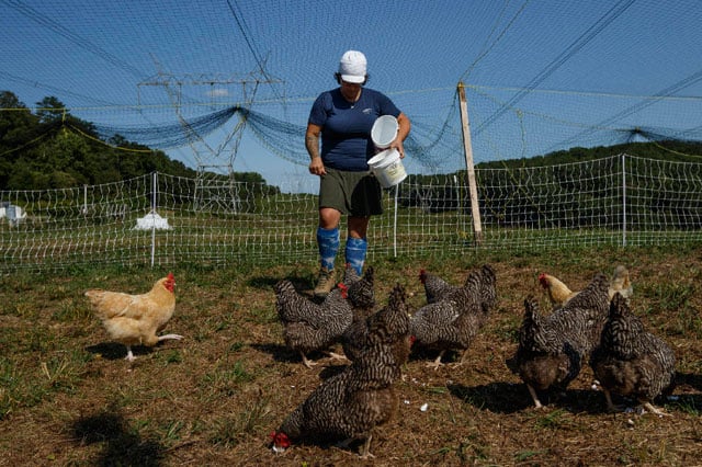 CDC Warns of Salmonella Concerns Over Backyard Chickens