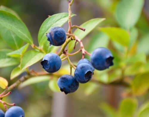 blueberries on the tree