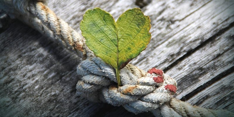 rope in a knot with heart leaf