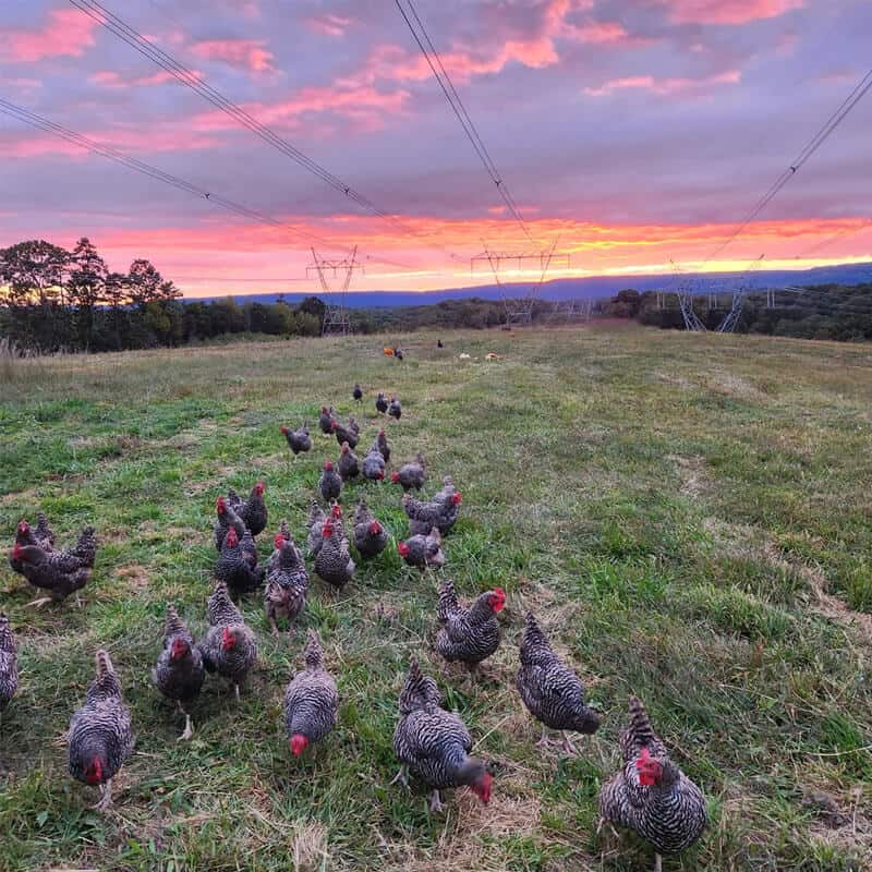 chickens on the farm at sunset